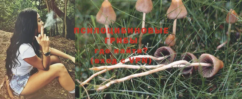 Галлюциногенные грибы Psilocybine cubensis  цена наркотик  Болотное 